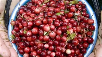 6 طرق طبيعية لعلاج حرقان البول في المنزل