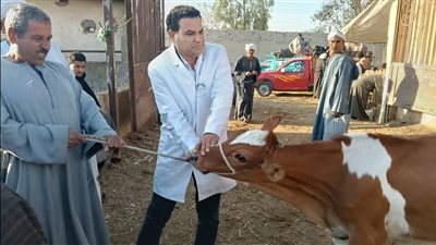 تحصين 276 رأس ماشية ضمن أعمال الحملة القومية الثالثة بالفيوم 