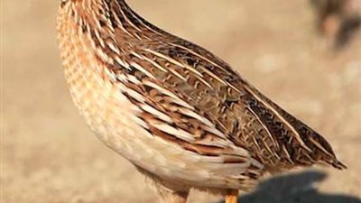 استقرار نسبي في أسواق الدواجن بكفر الشيخ 