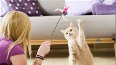 تربية القطط قد تصيبك بالفصام