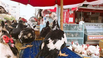  أسعار الطيور بأسواق البحيرة الثلاثاء