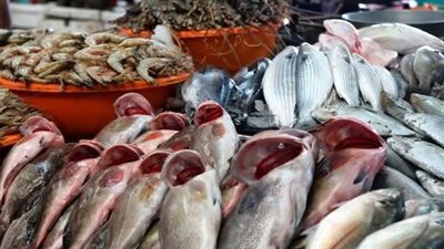 ارتفاع طفيف فى أسعار السمك بأسواق شمال سيناء 