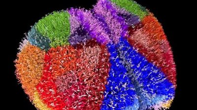 الخريطة الأكثر دقة للدماغ على الإطلاق.. تحتوي على 10 ملايين خلية عصبية