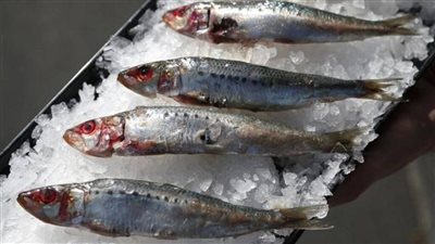 السردين أم التونة: أيهما يحتوي على كمية أكبر من «أوميجا-3» والبروتين؟