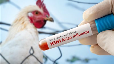 عالم أوبئة شهير: فيروس إنفلونزا الطيور المتحور لا ينتقل إلى البشر