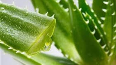 مُركب طبيعي في الصبار قد يكون مفتاحًا لعلاج الزهايمر