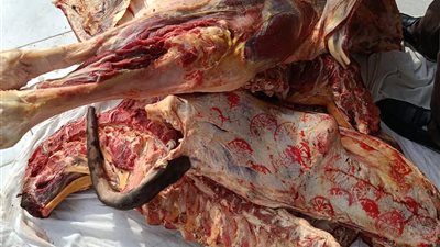 ضبط 540 كجم لحوم بلدية مذبوحة خارج المجازر وغير صالحة بكفر الشيخ