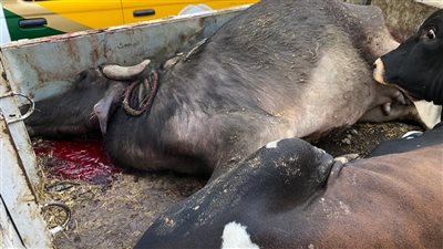 ضبط 400 كيلو لحوم فاسدة وغير صالحة للاستهلاك بالفيوم 