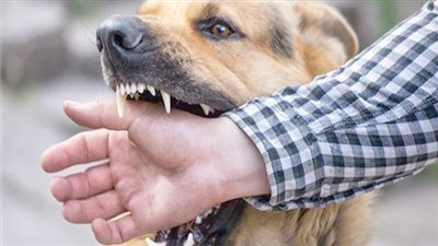 عضة الكلب وطرق علاج مرض السعار