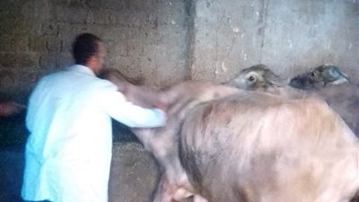 تحصين 256 ألف رأس ماشية ضد الحمى القلاعية بالدقهلية 