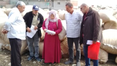 تحديات زراعة القطن في كفر الشيخ.. بين تاريخ الريادة وأزمات الحاضر