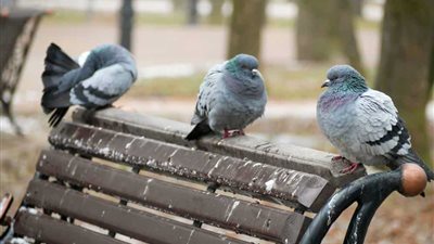  قد تنتقل إلى البشر.. علماء يحذرون من خمائر خطيرة في فضلات الحمام