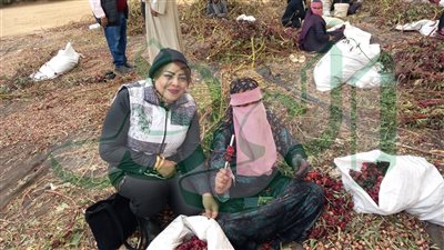 موسم جني الكركدية بمزرعة العباس بقرية فارس باسوان /صور