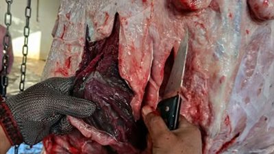 ضبط رأس ماشية مريضة مذبوحة خارج المجازر الحكومية بالمنيا 