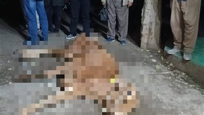 ضبط ذبائح مريضة غير صالحة للإستخدام الآدمي وإعدام لحوم بالمنوفية |صور 