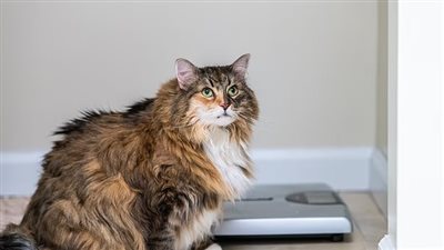 حقن للتخسيس مخصصة للقطط قريبا في الأسواق 