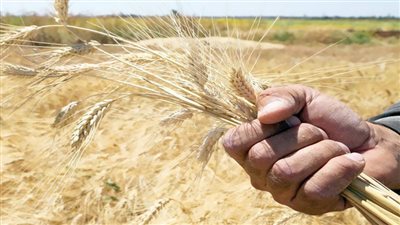 أزﻣﺔ ﺗﻘﺎوى اﻟﻘﻤﺢ ﺗﻬﺪد رﻏﻴﻒ اﻟﻌﻴﺶ