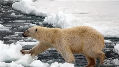 دراسة صادمة: تغير في الحمض النووي للدببة القطبية بسبب تغيرات المناخ