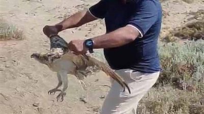 اطلاق طائر العقاب النسارى بعد علاجه بمحمية وادى الجمال