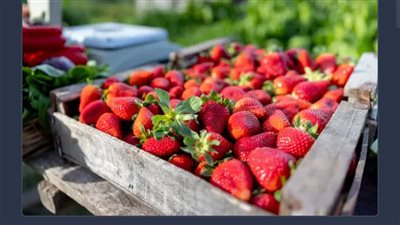 لنوم أفضل..  فواكه تحارب الأرق طبيعياً