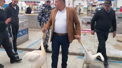بيئة الشرقية تعلن مصادرة طيور بجع خلال حملة تفتيش بالإسماعيلية