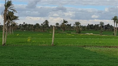 مائل للدفء نهارا شديد البرودة ليلا والعظمى 19 درجة بالفيوم 