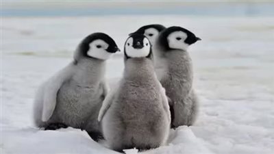 طيور البطريق تهدي 