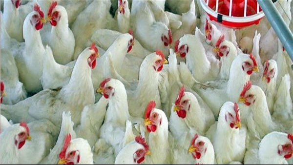 حكم الشرع الشريف في الأضحية بالطيور