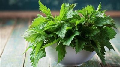 عشبة القراص علاج فعال لتخفيف آلام المفاصل دون مسكنات