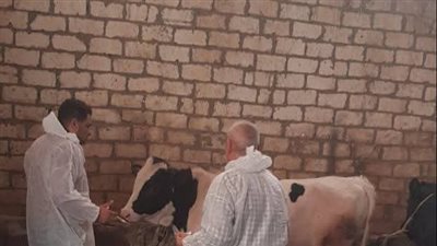 بدء  أعمال الحملة القومية الإستثنائية للتحصين ضد مرض الحمى القلاعية بالفيوم 