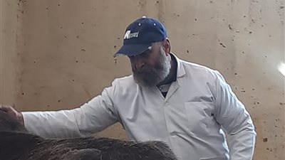تحصين 10 آلاف رأس ماشية في أول أيام انطلاق الحملة القومية للتحصين ضد الحمى القلاعية بالدقهلية