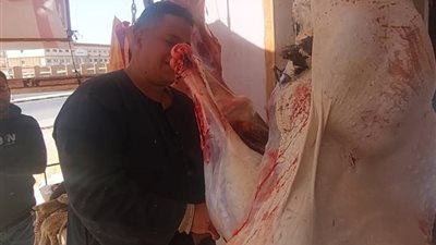 ضمن مبادرة خير بلدنا.. لحوم النعام والضأن بأسعار مخفضة في القصير 