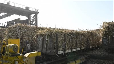 ننشر موعد تشغيل مصانع السكر بقنا وخروج اول فوارغ للموسم الجديد 2026 