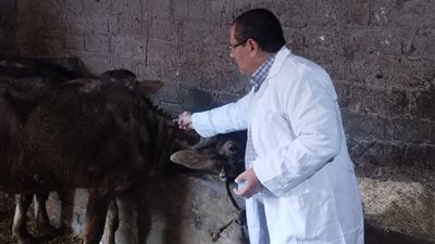 تحصين 50 ألف رأس ماشية في الحملة القومية بالدقهلية 