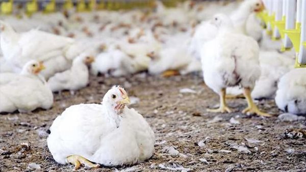 عاجل.. أسعار الفراخ اليوم السبت 14مارس2026 في الأسواق.. الكيلو يصل لـ120 جنيهًا