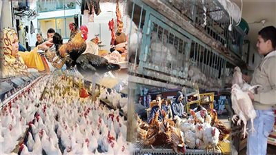 مافيا «الفراخ» يتلاعبون بالغلابة