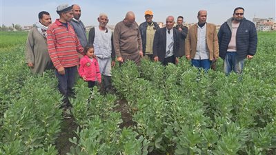 لجان ميدانية لمتابعة الأسمدة وجولات تفقدية للمحاصيل الشتوية بكفر الشيخ