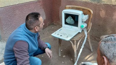 الزراعة تكثّف جهود الرعاية التناسلية والتحسين الوراثي للماشية خلال يناير