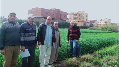 لجان زراعة كفر الشيخ تواصل تدقيق حصر القمح خلال العطلات الرسمية