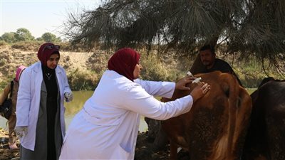 جامعة الفيوم تنظم قافلة بيطرية تقدم خدمات الكشف والعلاج بدمو