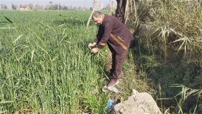  لزيادة الإنتاجية.. متابعة ميدانية مكثفة لحقول القمح بالفيوم