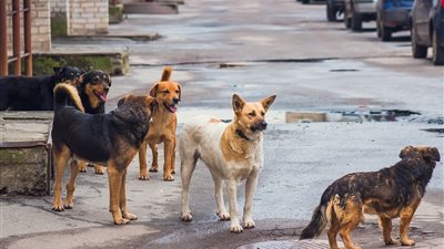 طفل يتعرض لهجوم شرس من كلاب ضالة أمام منزله في دمنهور