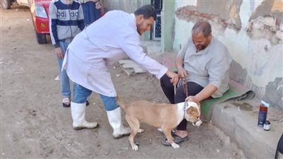الطب البيطري بالفيوم تواصل تحصين الكلاب الحرة ضد مرض السعار 