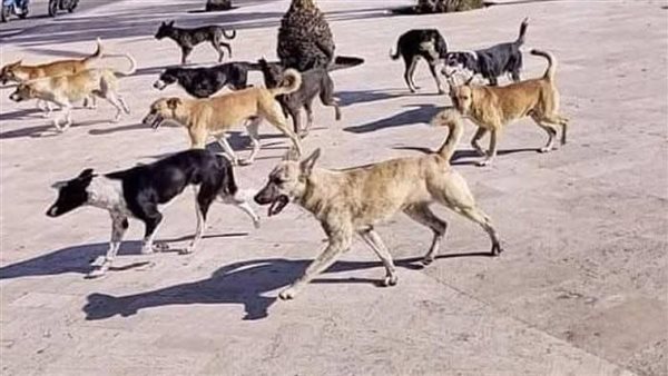 القبض على حارس عقار وزوجته لتسميم 10 كلاب بحدائق الأهرام