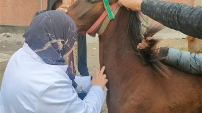 محافظ الدقهلية يتابع جهود مديرية الطب البيطري في تسيير قوافل طبية