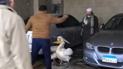 ضبط بجعتين نادرتين داخل محل أسماك بالزقازيق