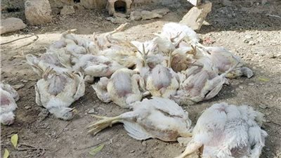 مصير غامض للدواجن النافقة.. من المزارع إلى الترع أو الأسواق