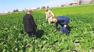 بالصور.. مكافحة البحيرة تتفقد محصولى القمح والبنجر وتوصى بسرعة العلاج