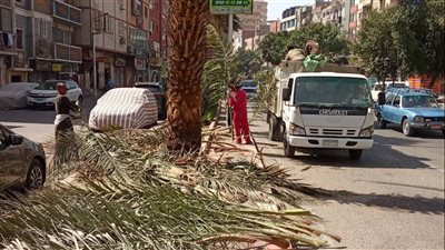 حملة لتقليم وتزيين شوارع وميادين مدينة قنا 