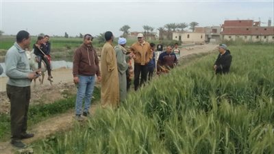 متابعة ترشيد استهلاك المياه بمحصول القمح المزروع على مصاطب بالفيوم 